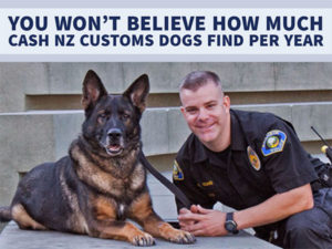 YOU WON’T BELIEVE HOW MUCH CASH NZ CUSTOMS DOGS FIND PER YEAR