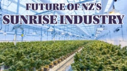 Unleashing the Potential for New Zealand Grown Cannabis Medicines