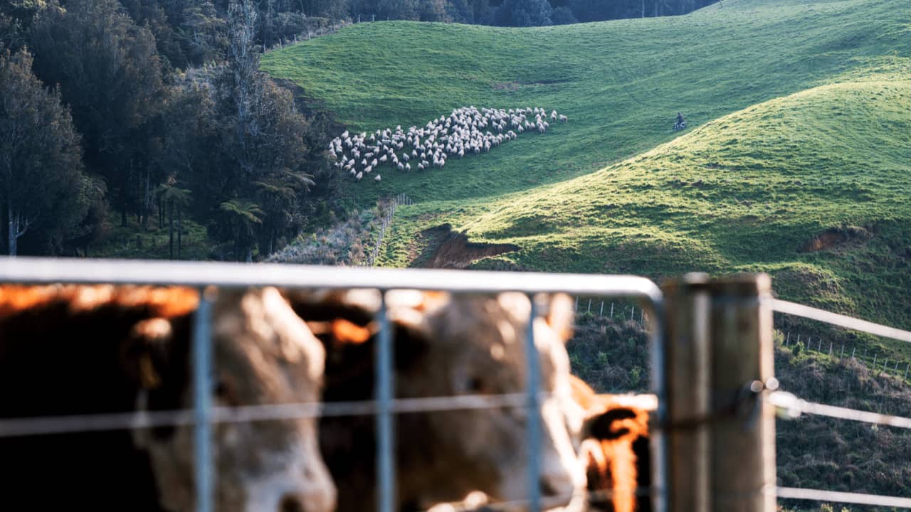 NZ Biosecurity Measures to Protect Against Foot-and-Mouth Disease 2