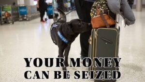 You Won’t Believe How Much Cash NZ Customs Dogs Find Per Year-1